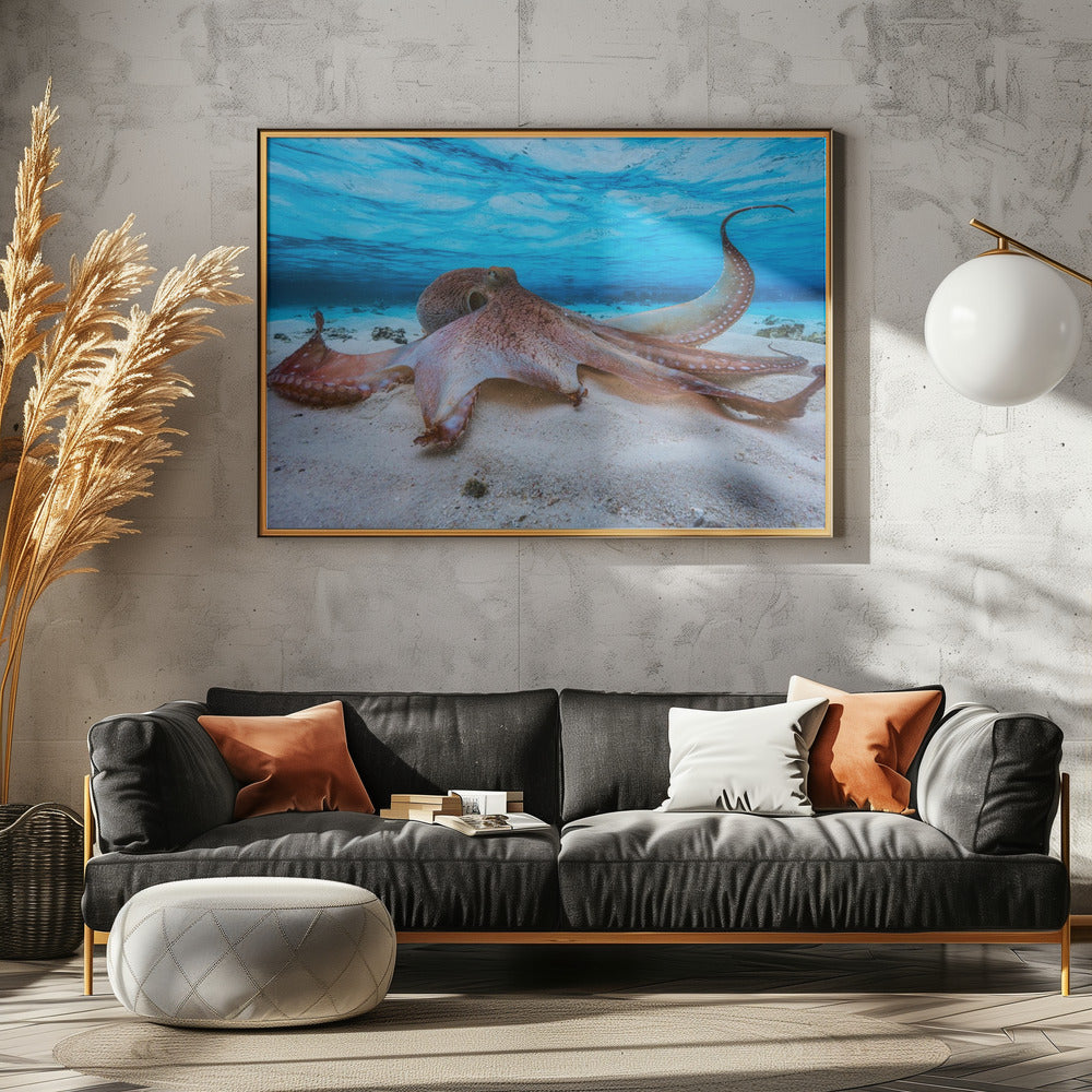 Octopus | Poster