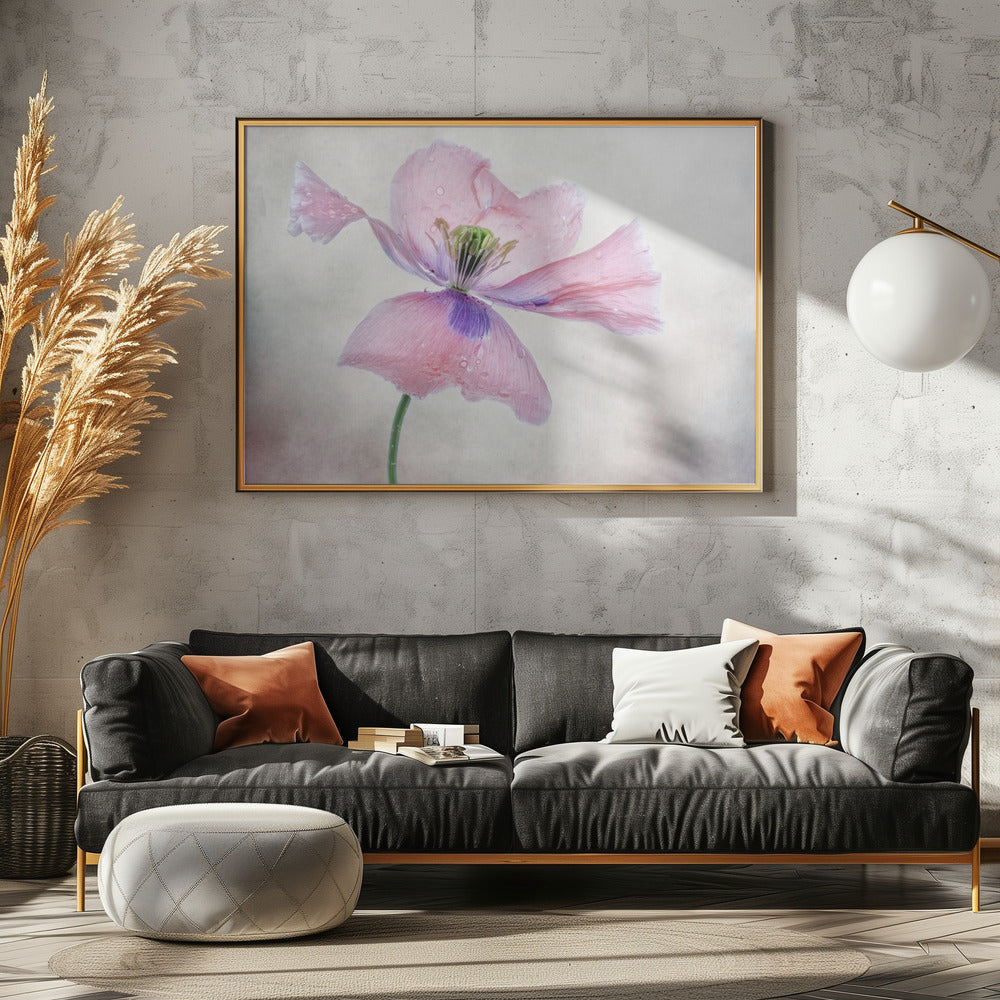 Pastel poppy | Canvas