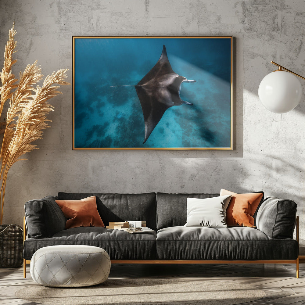 Manta vliegt!!! | Canvas