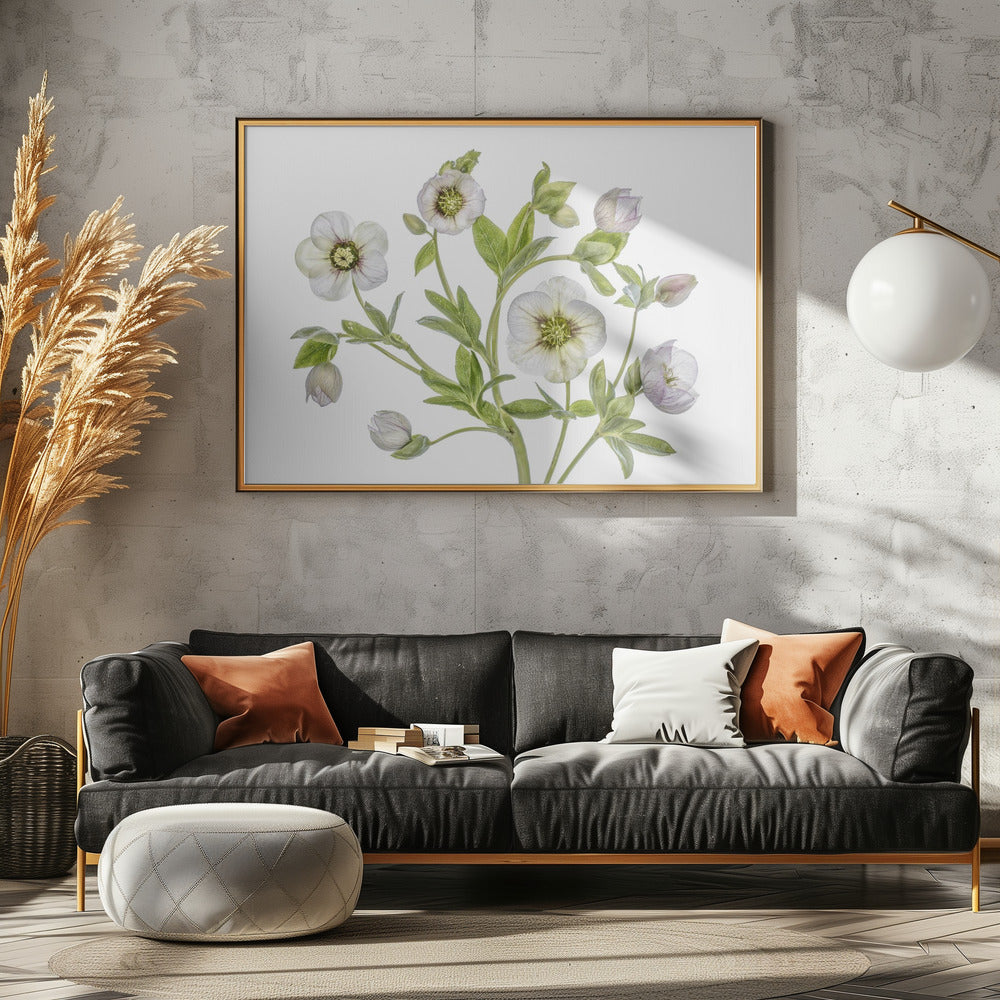 Helleborus | Canvas