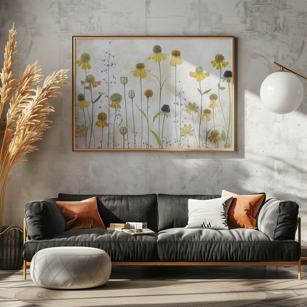 Helenium | Canvas
