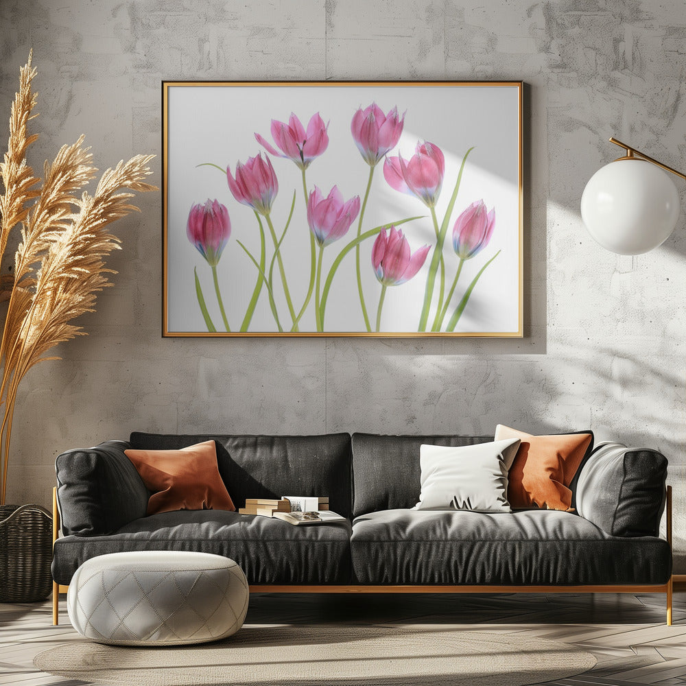 Tulp blush | Canvas