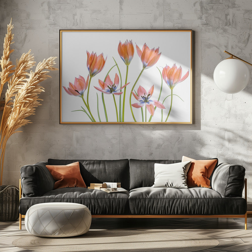 Abrikozentulpen | Canvas