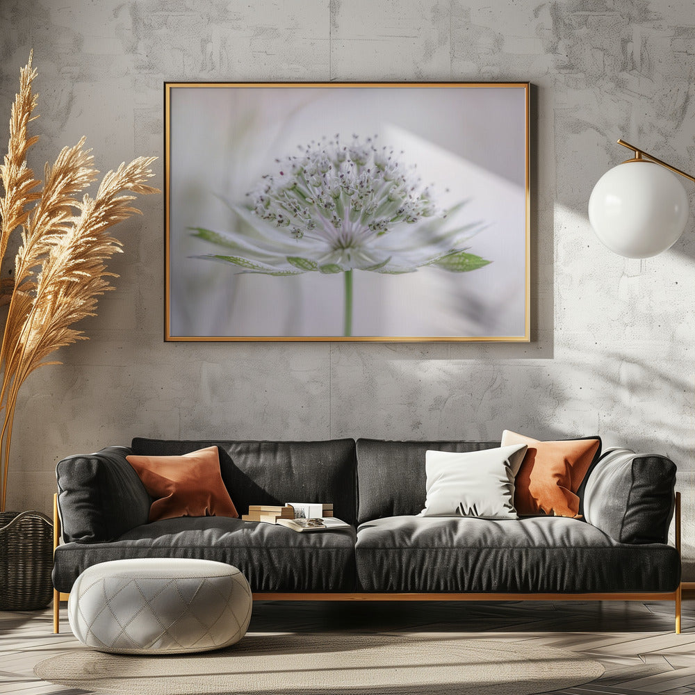 Astrantia | Canvas
