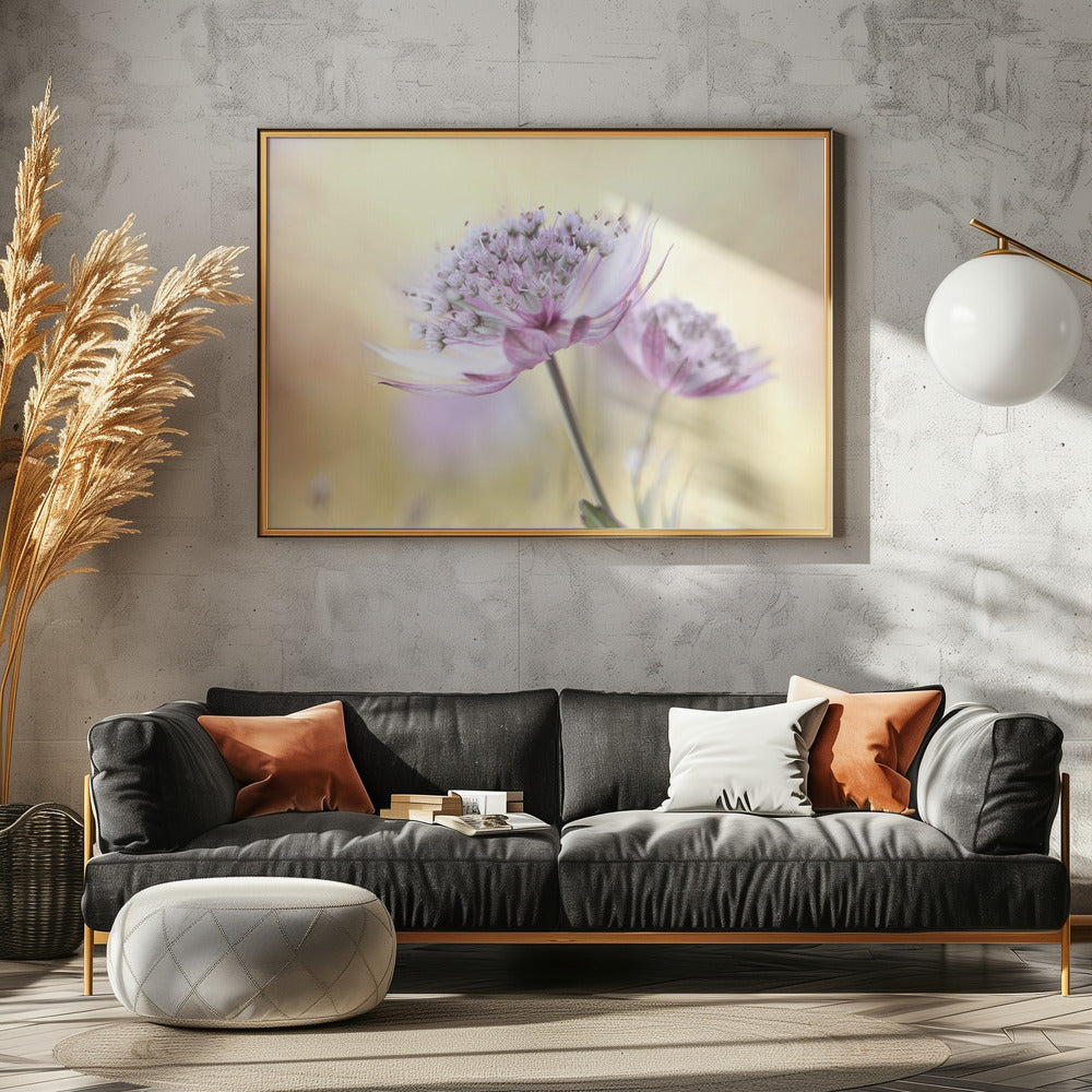Roze Astrantia | Canvas