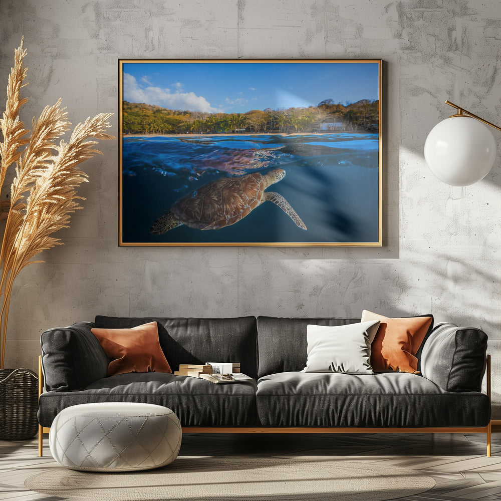 Groene schildpad - Zeeschildpad | Canvas