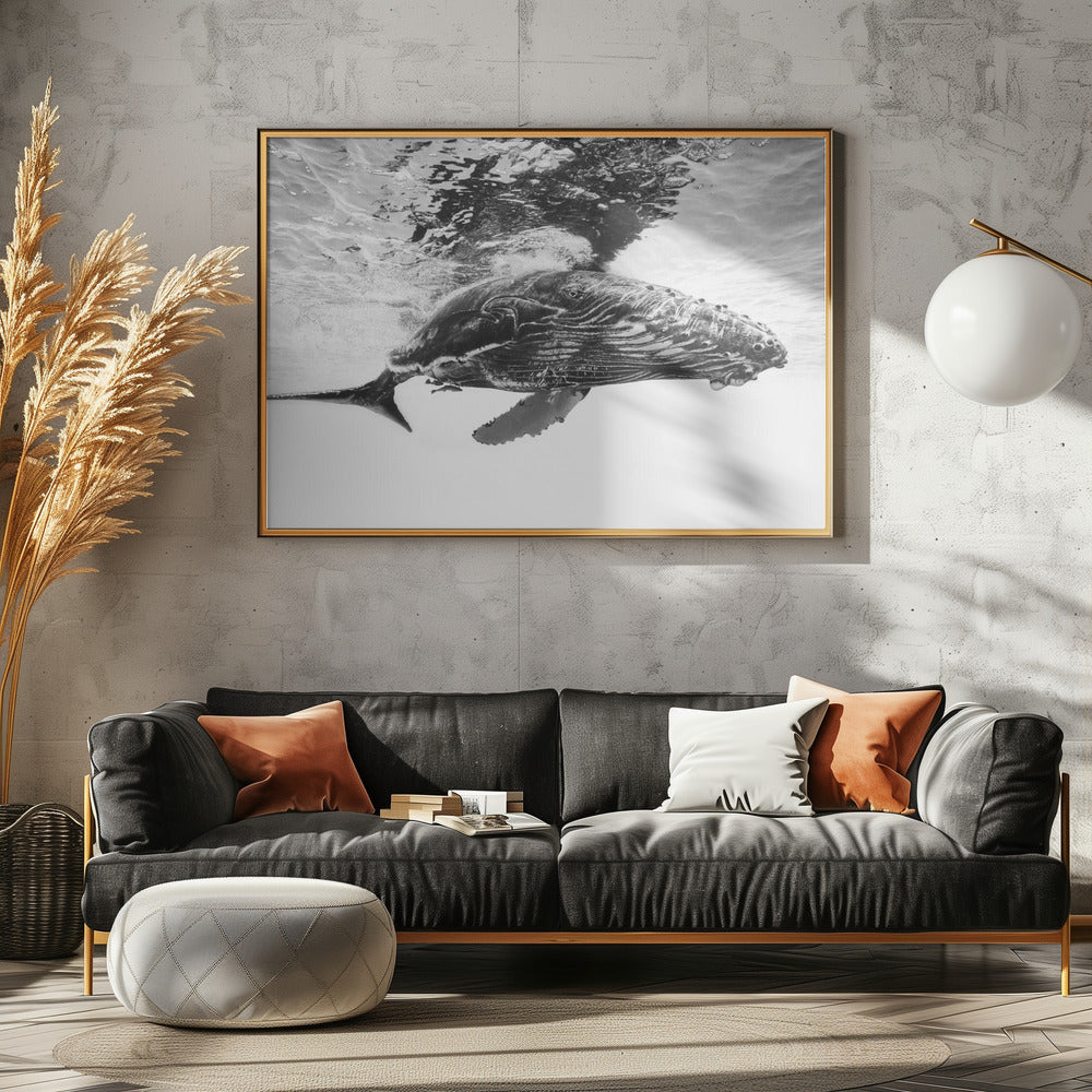 Bultrugkalf | Poster