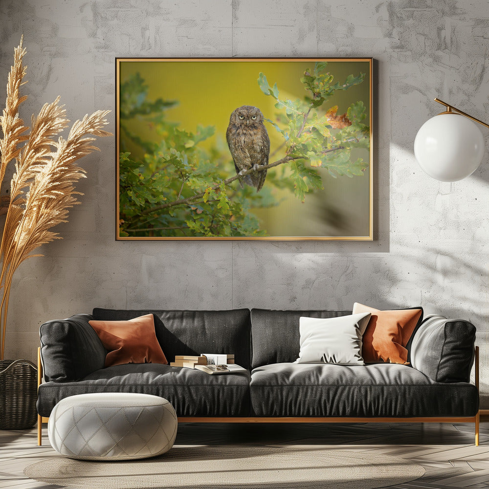 Eurasian Scops Owl | Poster