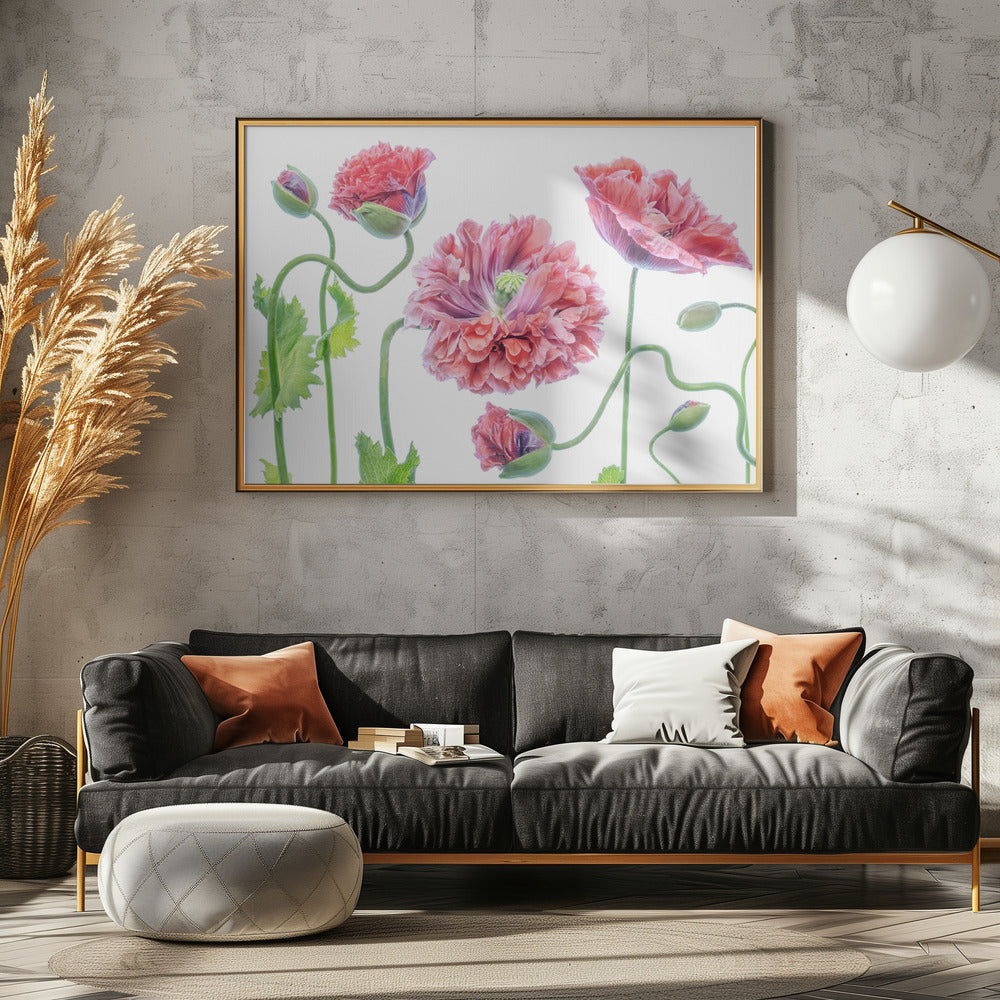 Fancy | Canvas