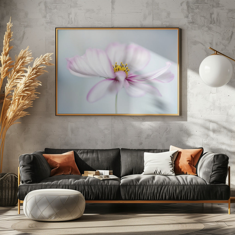 Cosmos | Canvas