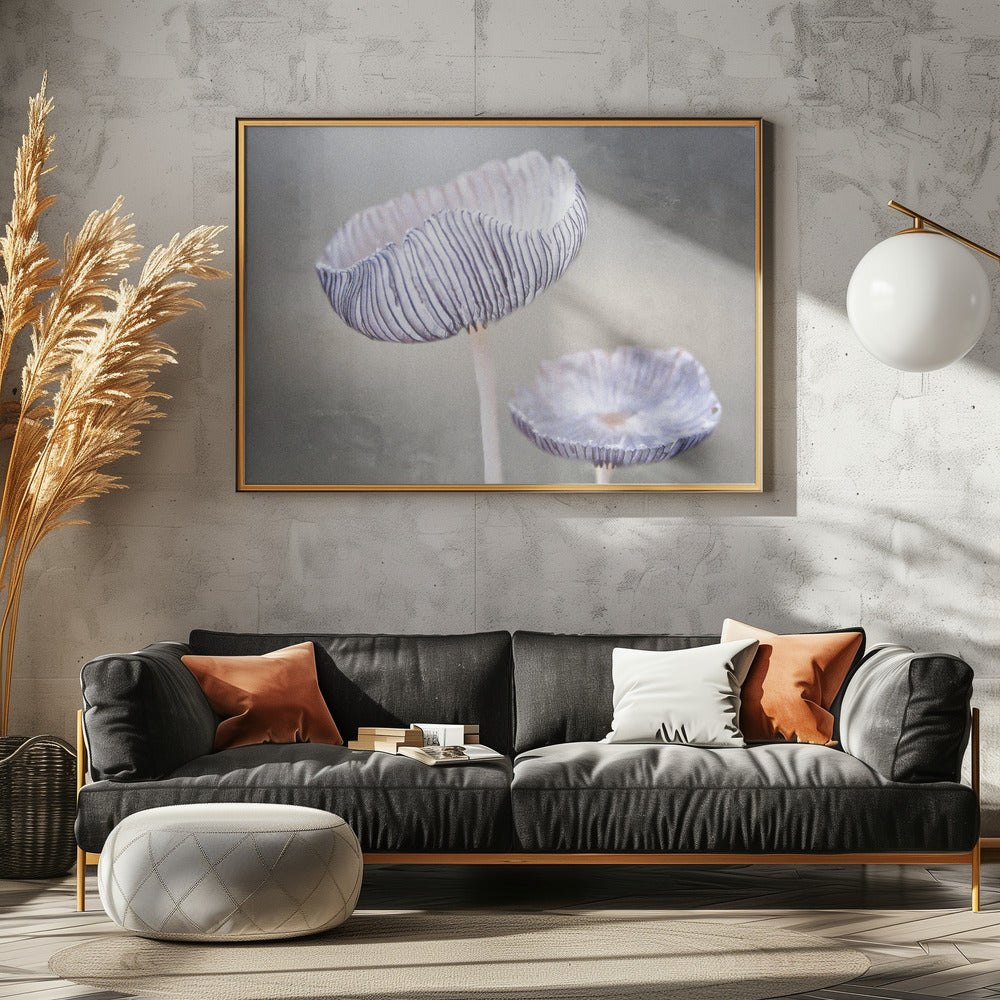 paddenstoel | Poster