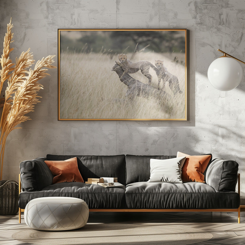 Curious Kitties | Canvas
