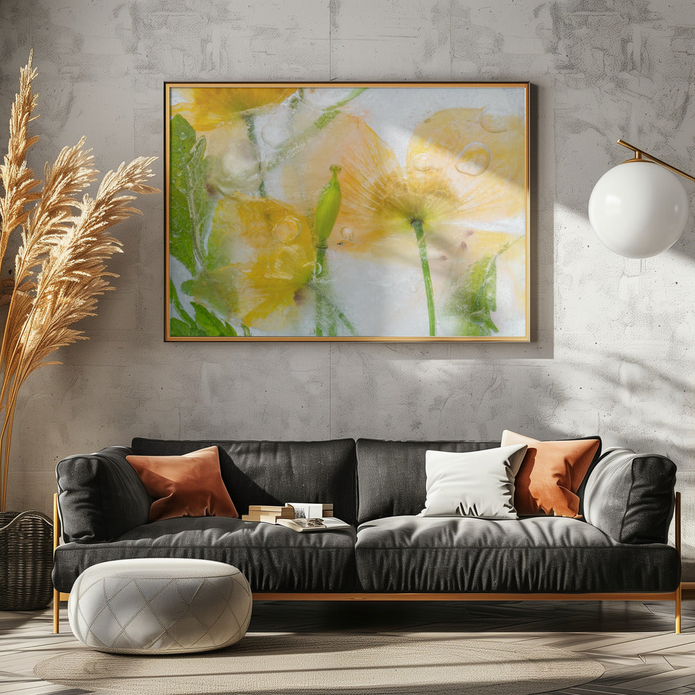 Meconopsis | Canvas