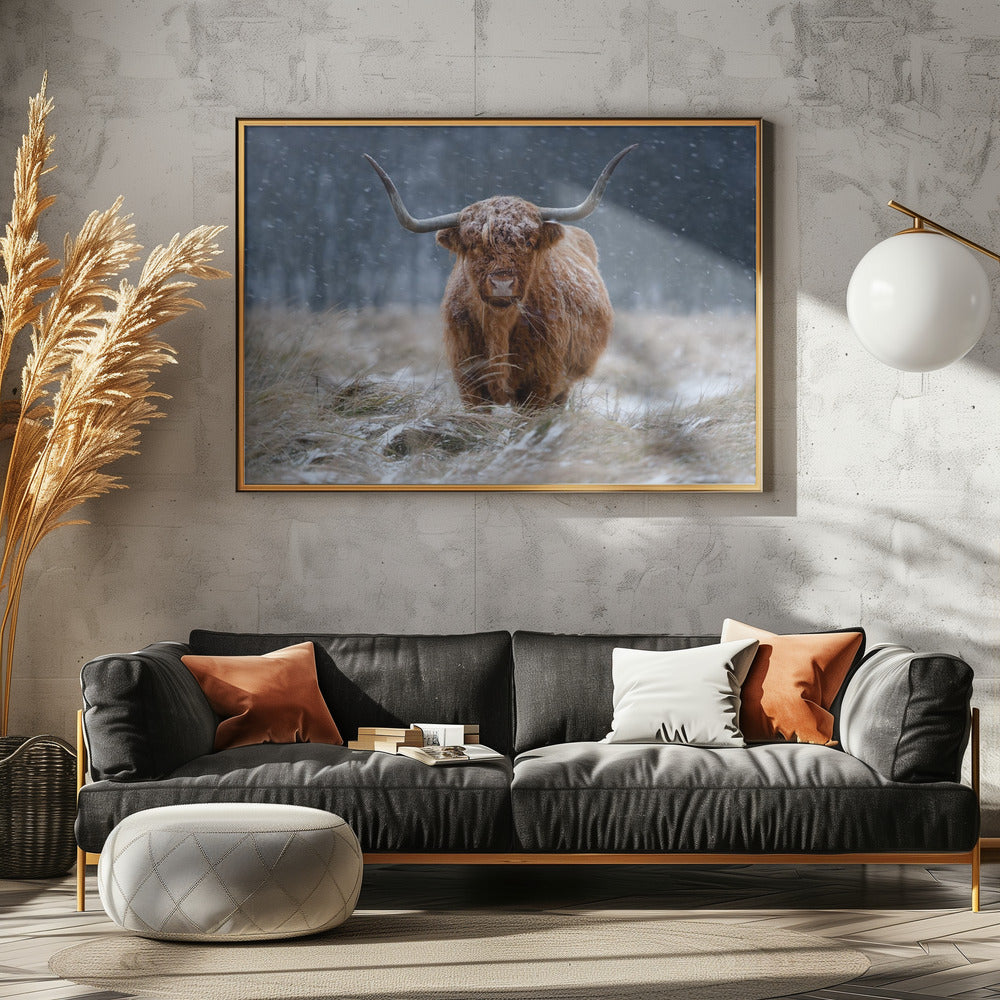 Snowy Highland cow | Canvas