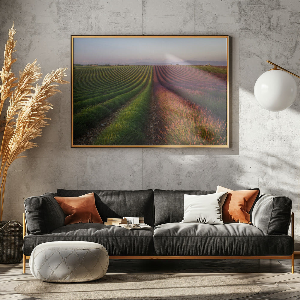 Lavendelveld | Poster
