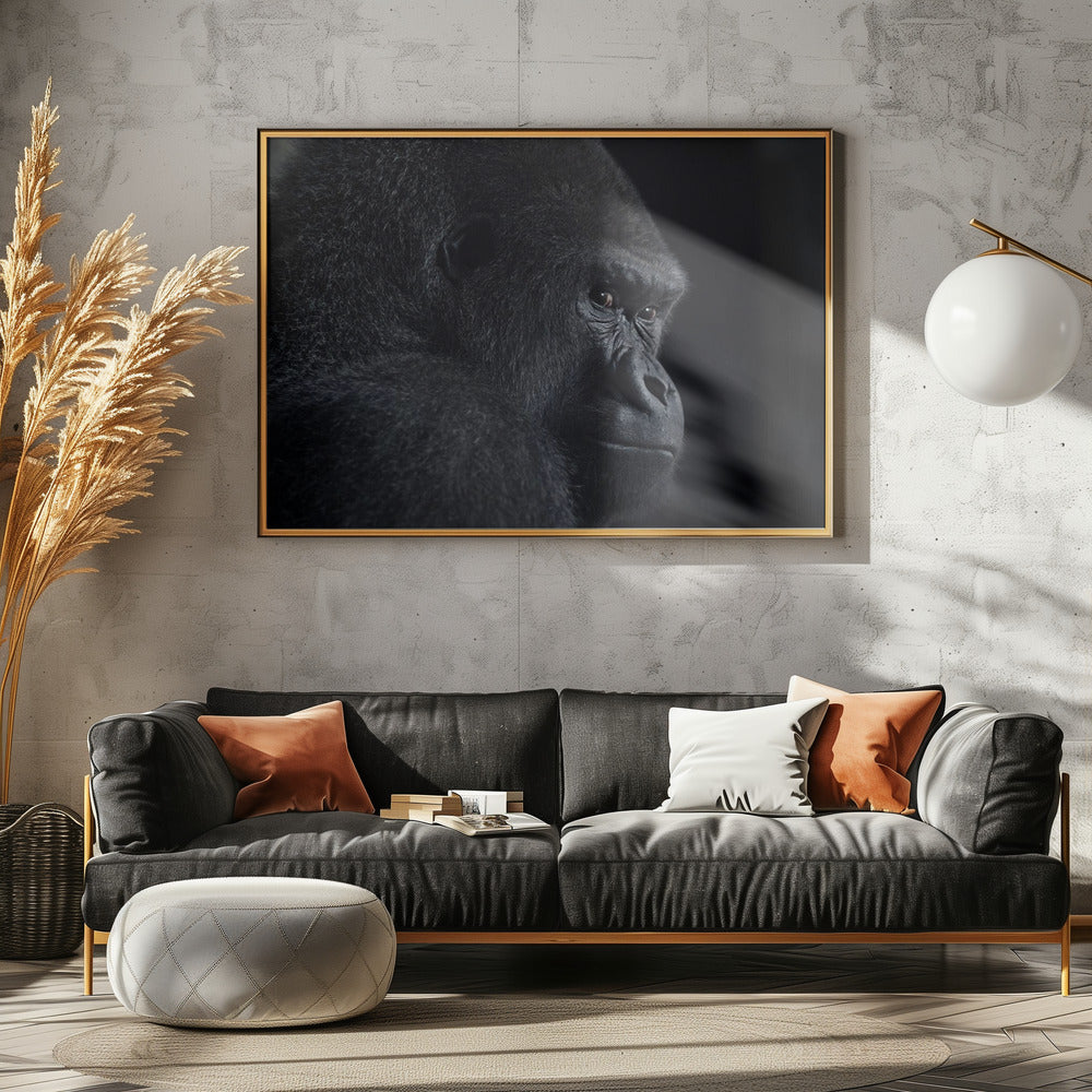 gorilla gaze | Canvas