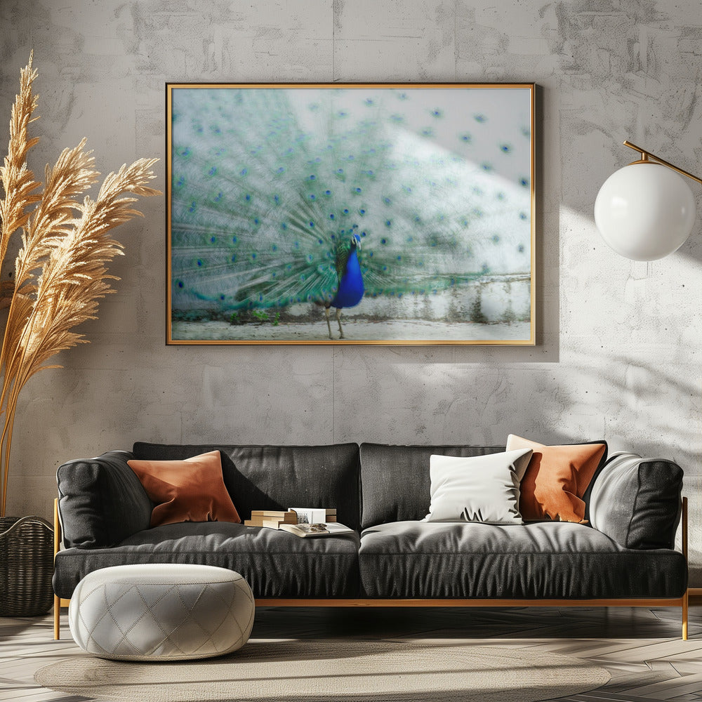 Pauw | Canvas