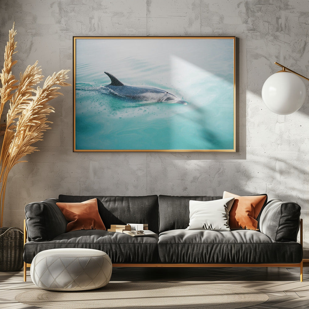 Dolfijn NZ Noord | Canvas