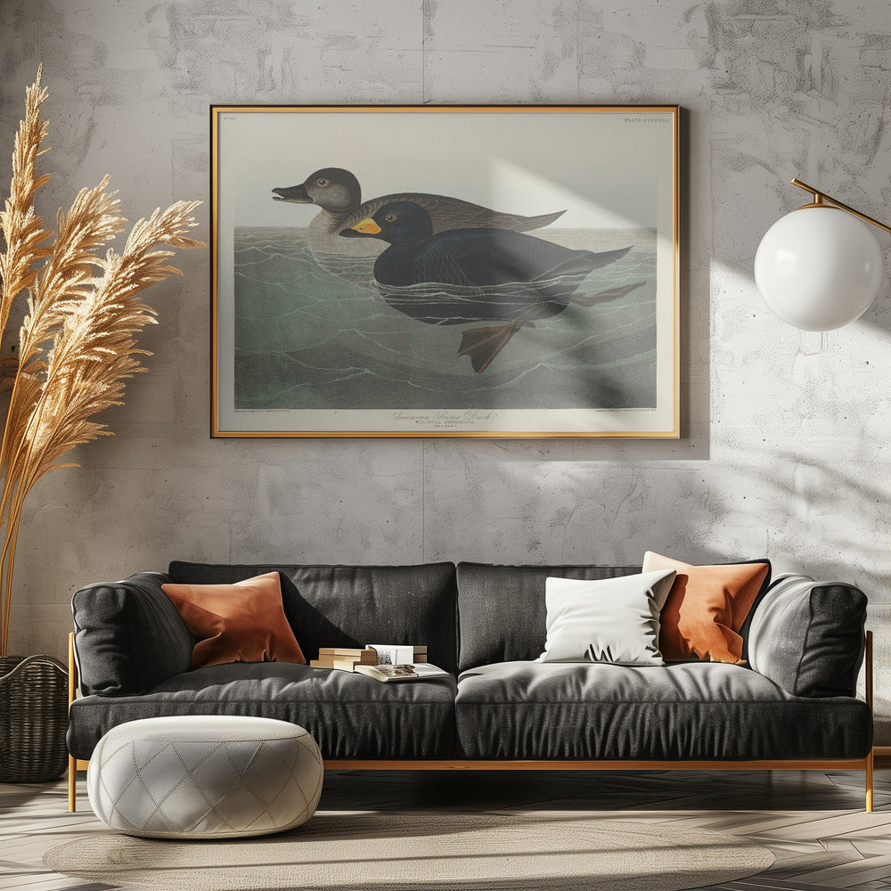 Amerikaanse zee-eend uit Birds of America (1827) | Canvas