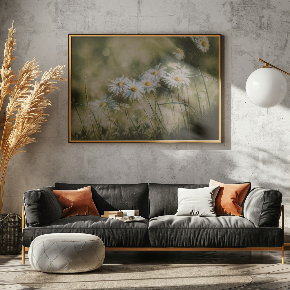 daisies in early morning | Canvas