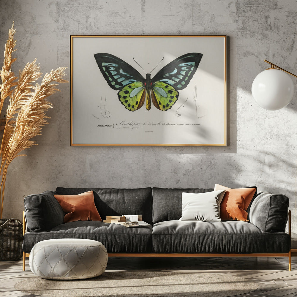 Groene vogelvleugelvlinder | Poster