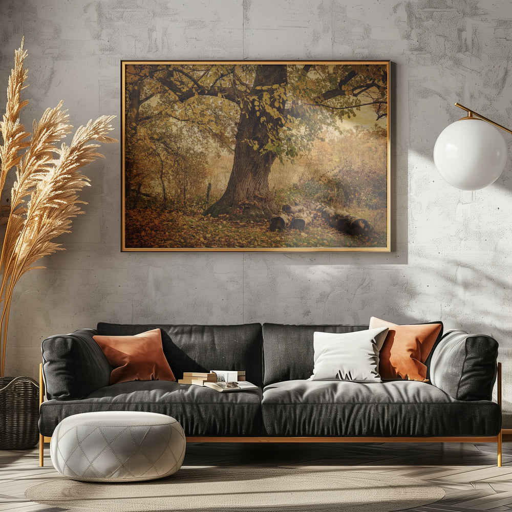 Oude boom | Poster