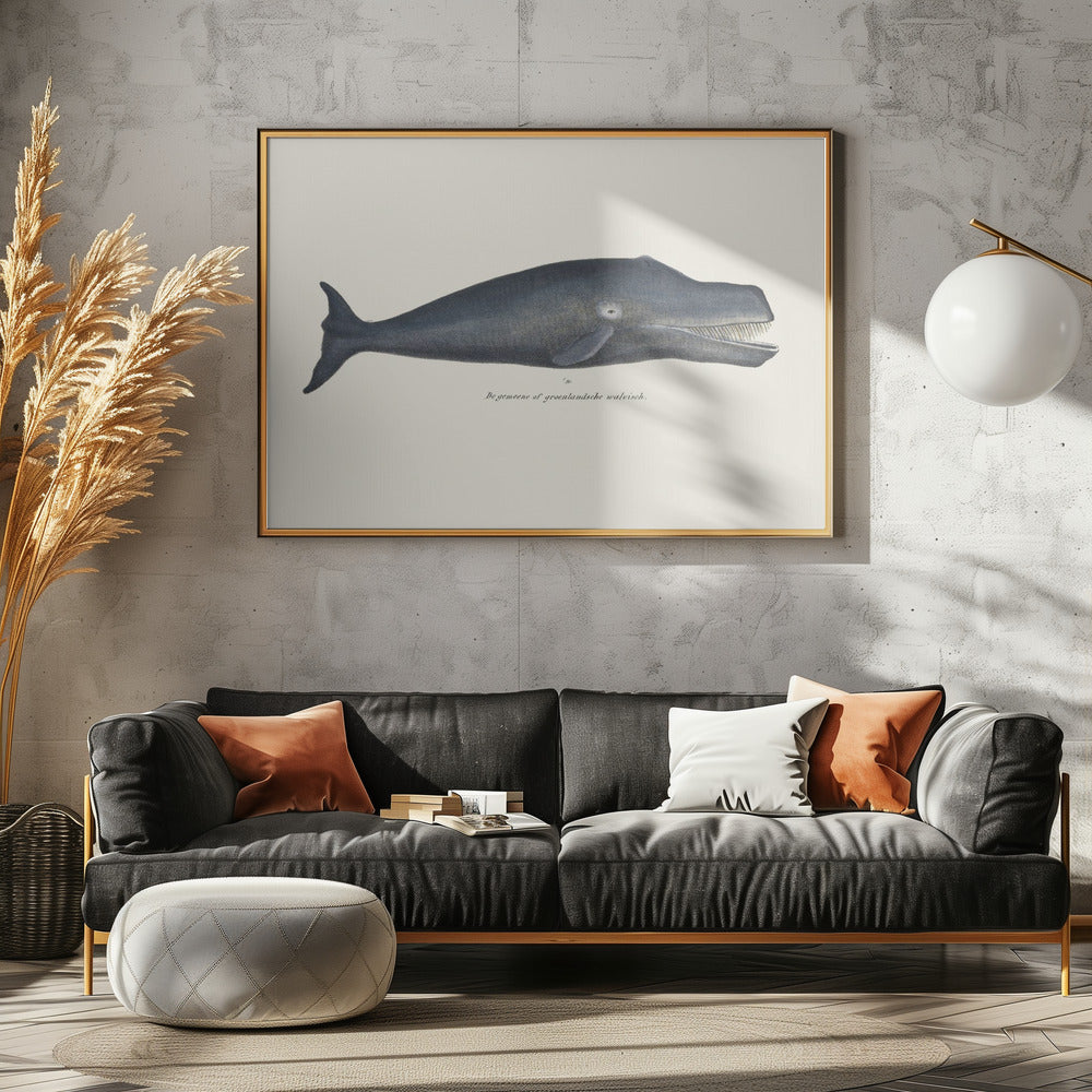 Walvis I Antieke handgekleurde zeelevenlithografie 1824 | Canvas