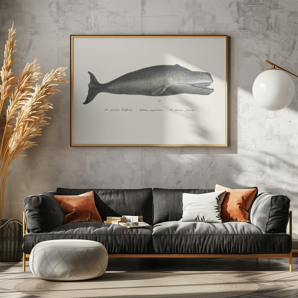 Walvis II antieke handgekleurde zeelevenlithografie 1824 | Canvas