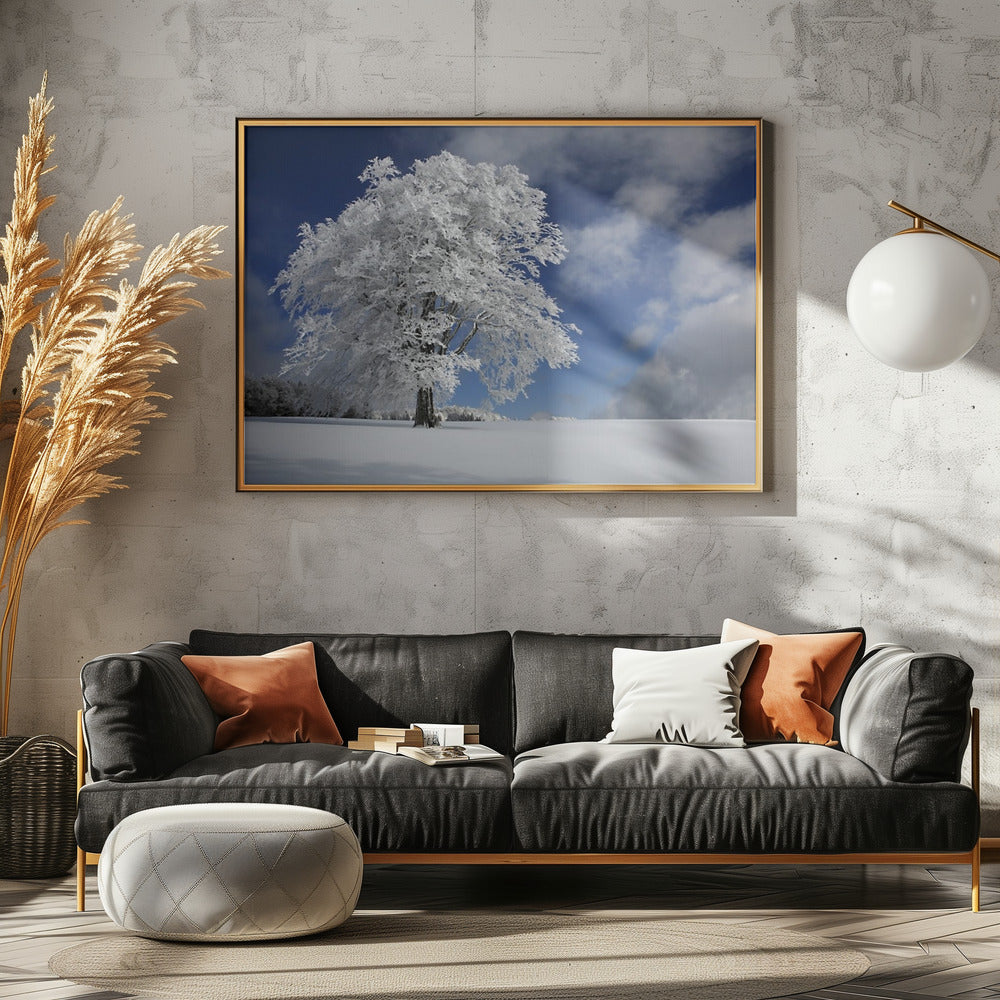Witte Windbuche in het Zwarte Woud | Poster
