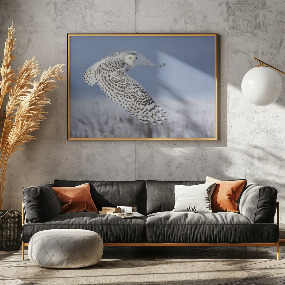 Sneeuwuil | Poster
