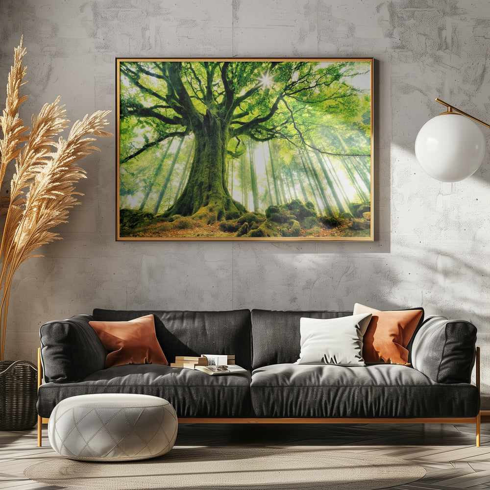 Ponthus' Beuk | Canvas