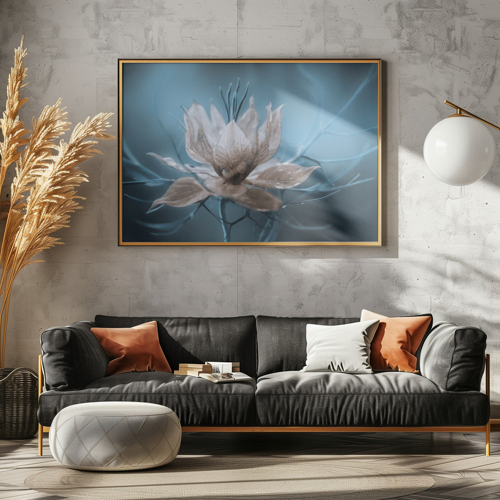 *Nigella* | Canvas