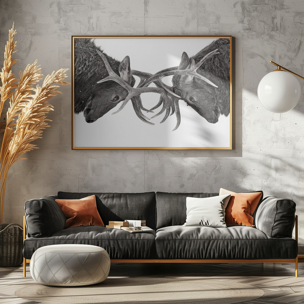 Oog in oog - Elandengevecht | Poster