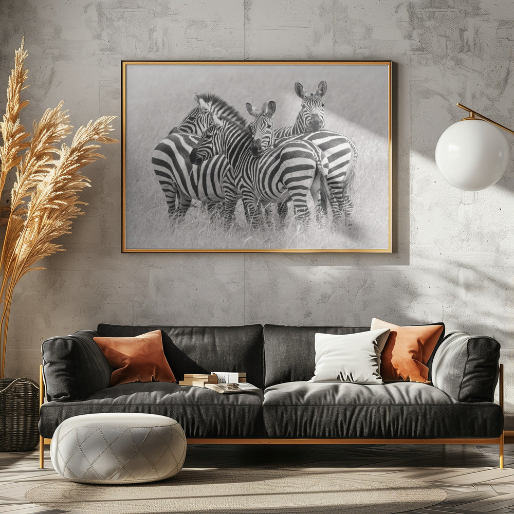 Zebra's | Poster