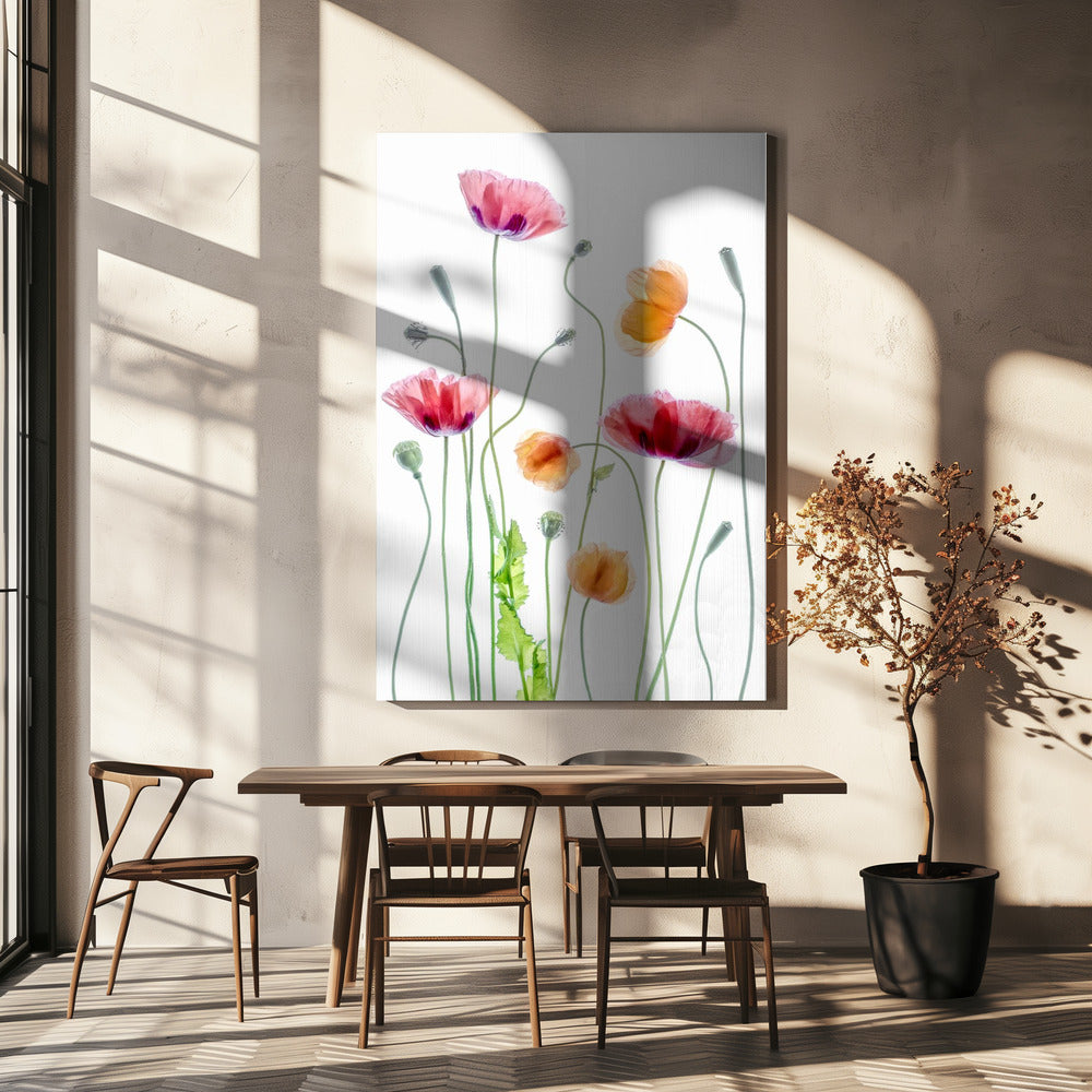Klaprozen | Canvas