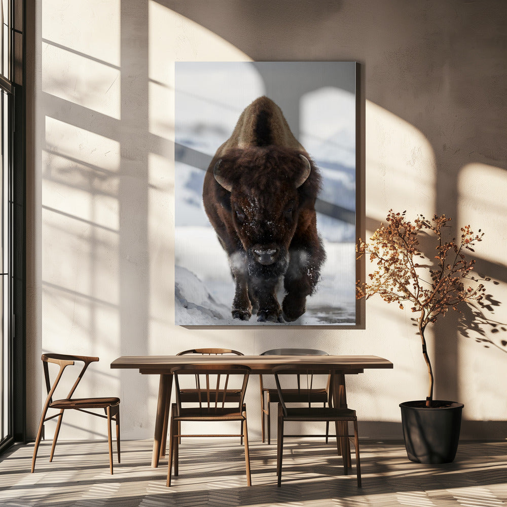 Bizons komen eraan | Canvas