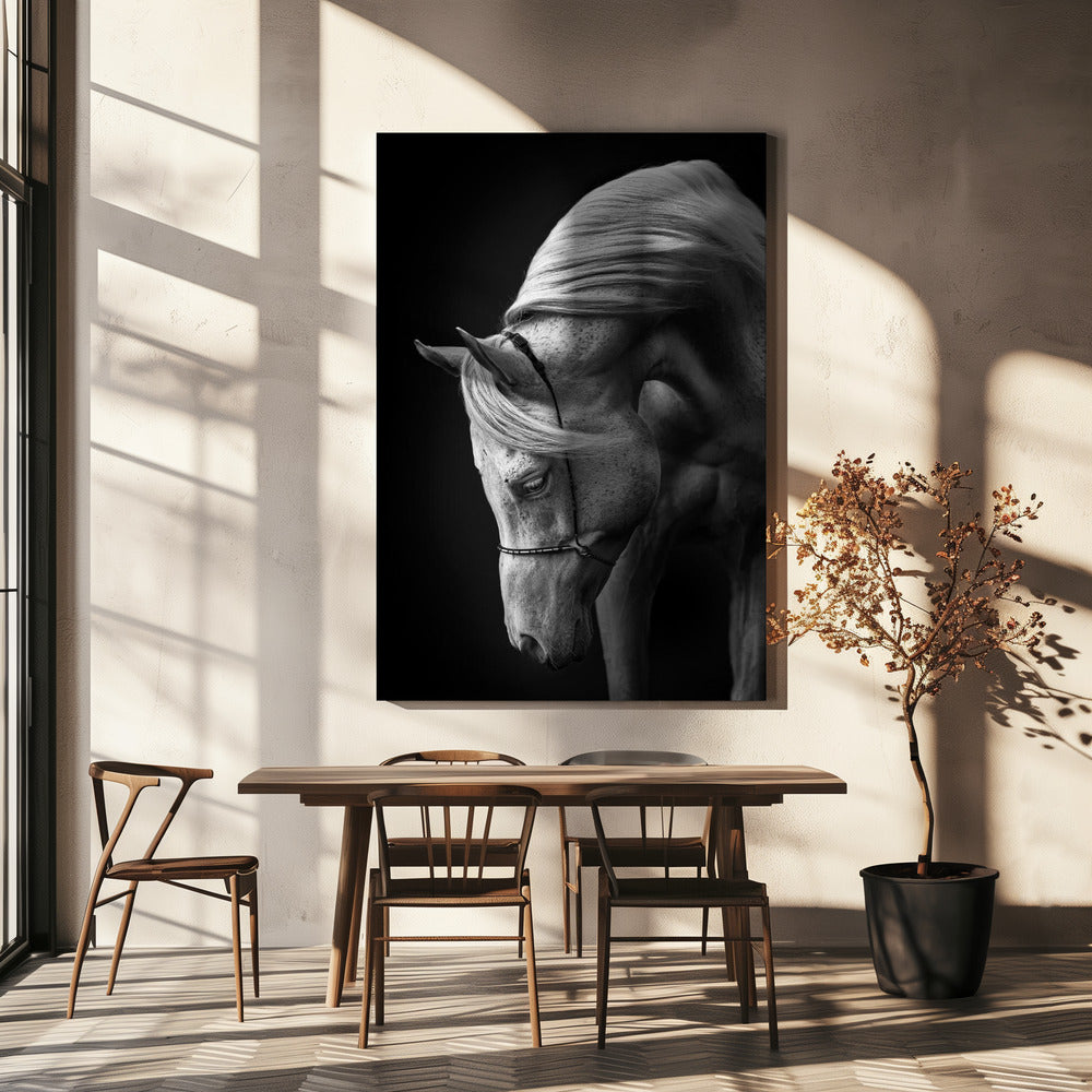 white stallion | Canvas