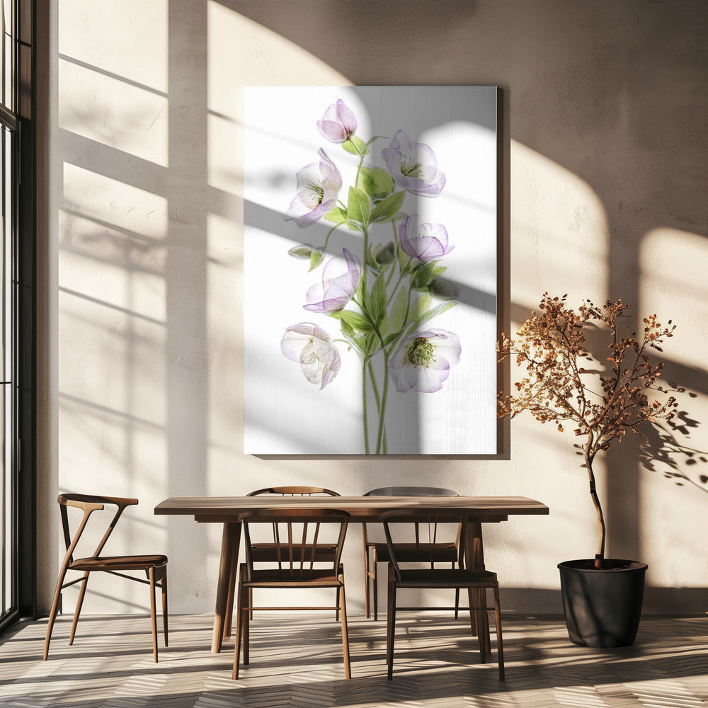 Helleborus | Canvas