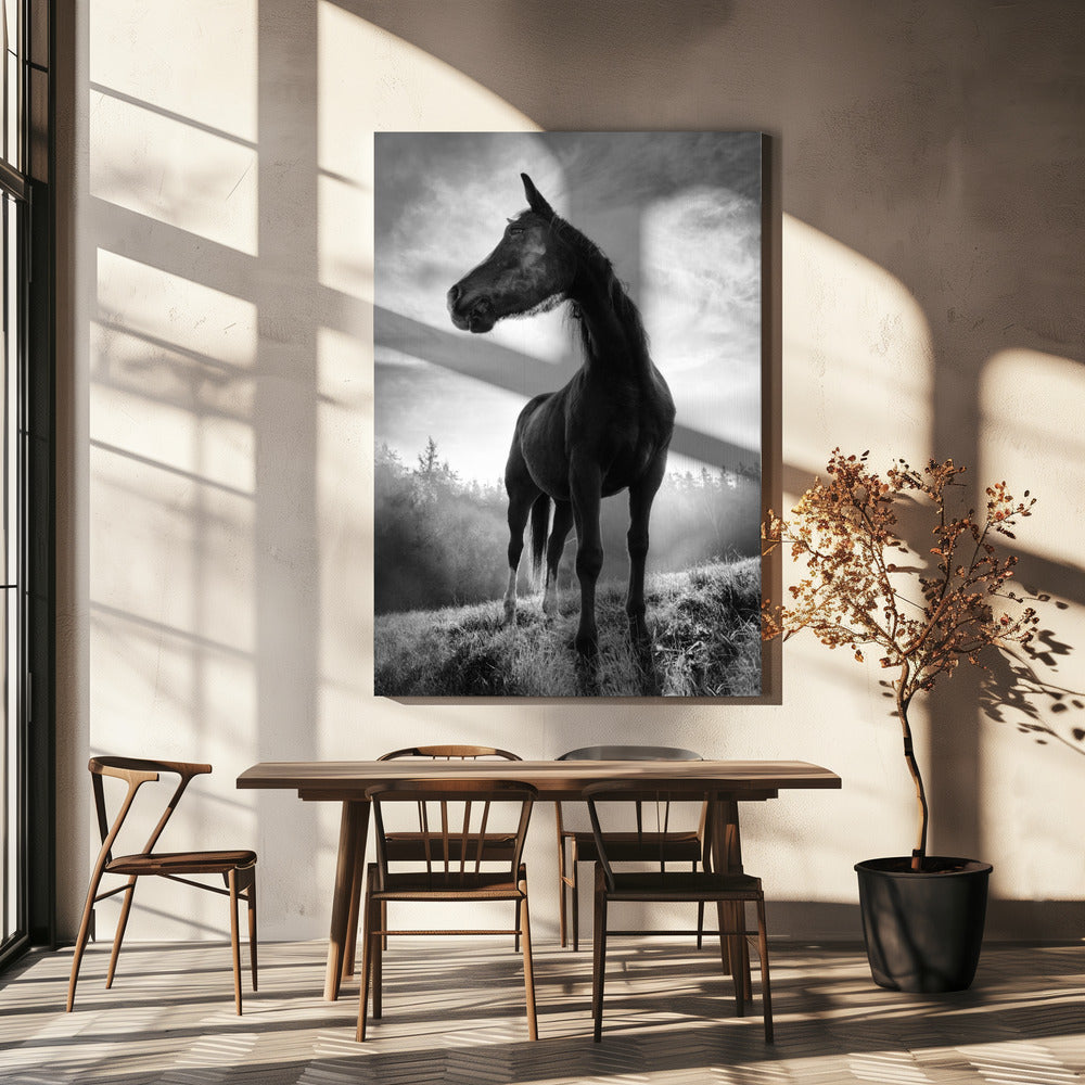 Backlight horse | Canvas
