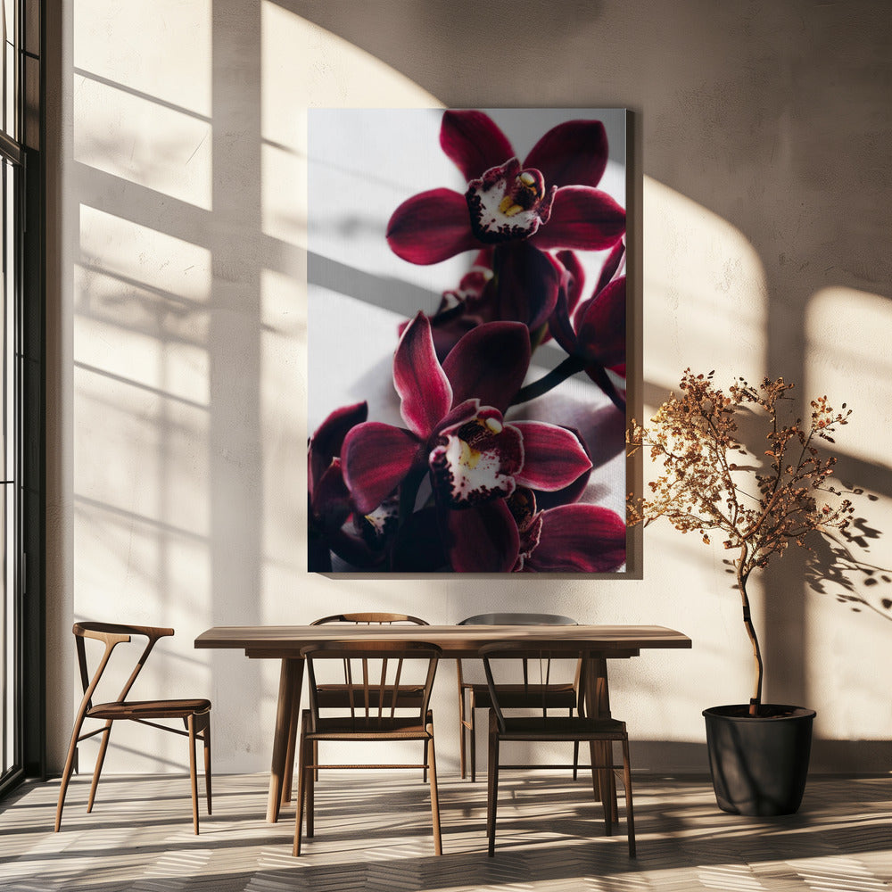 Fluwelen orchidee schemering | Canvas