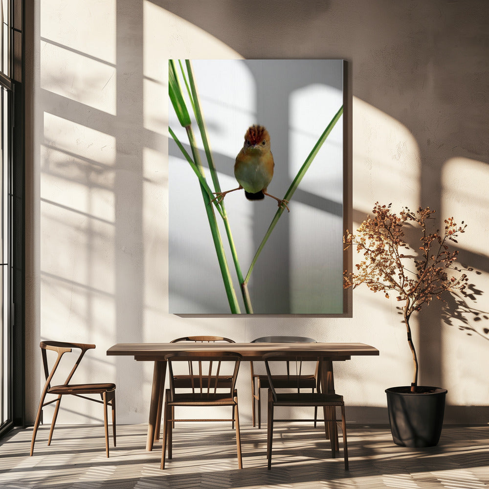 Kung Fu Meester | Canvas
