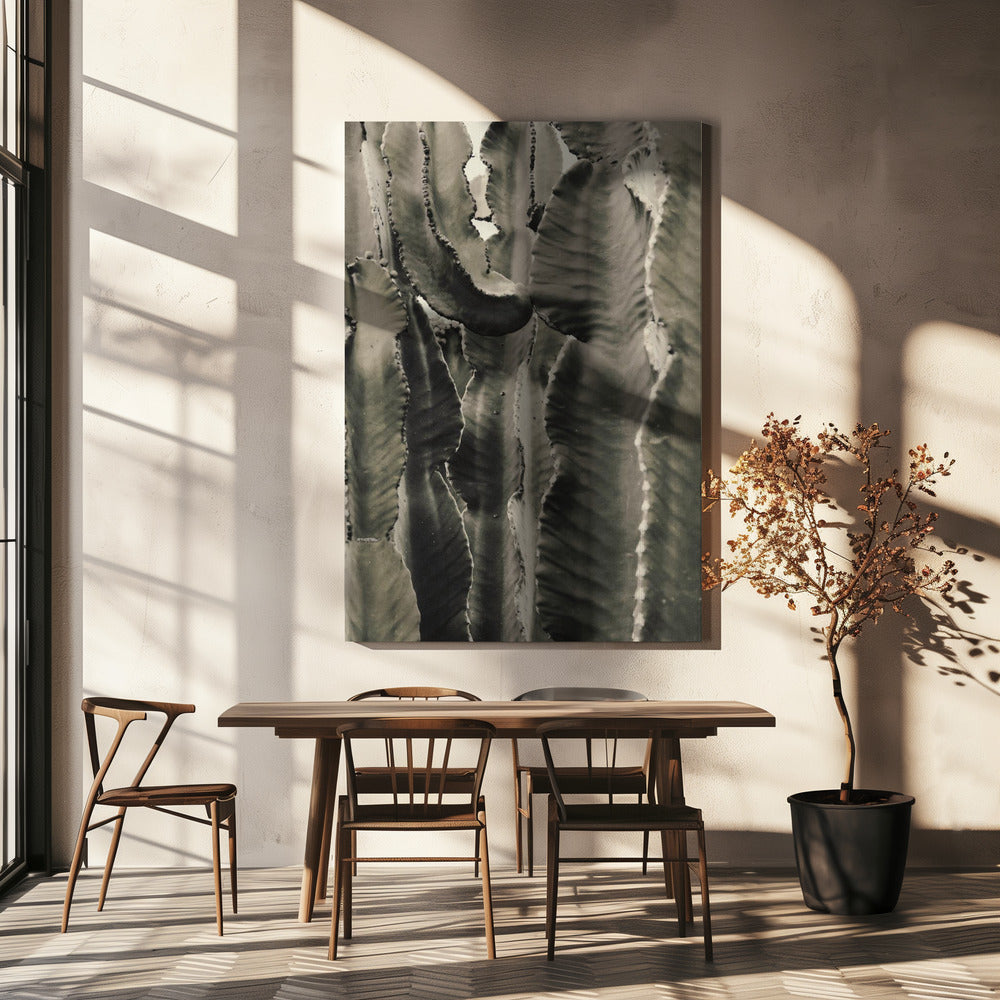 Cactus_002 | Canvas