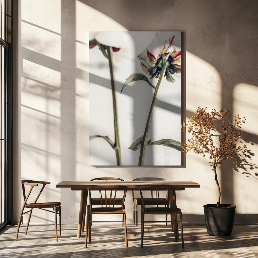 Pioenroos 01 | Canvas