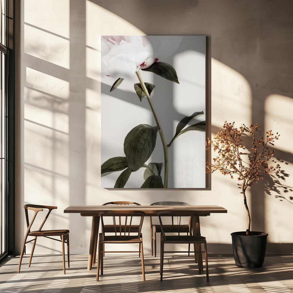 Pioenroos 09 | Canvas