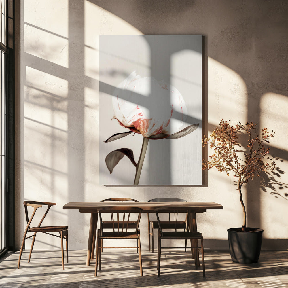Pioenroos 13 | Canvas