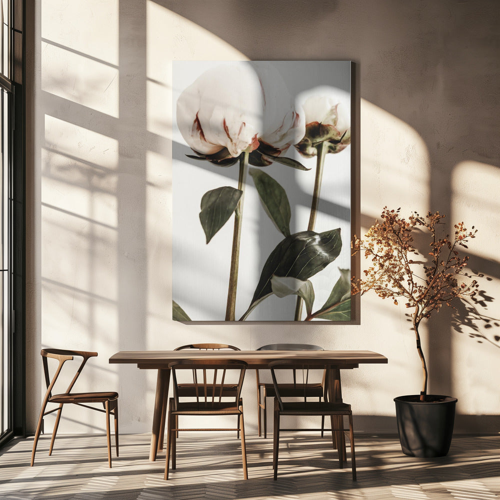 Pioenroos 24 | Canvas