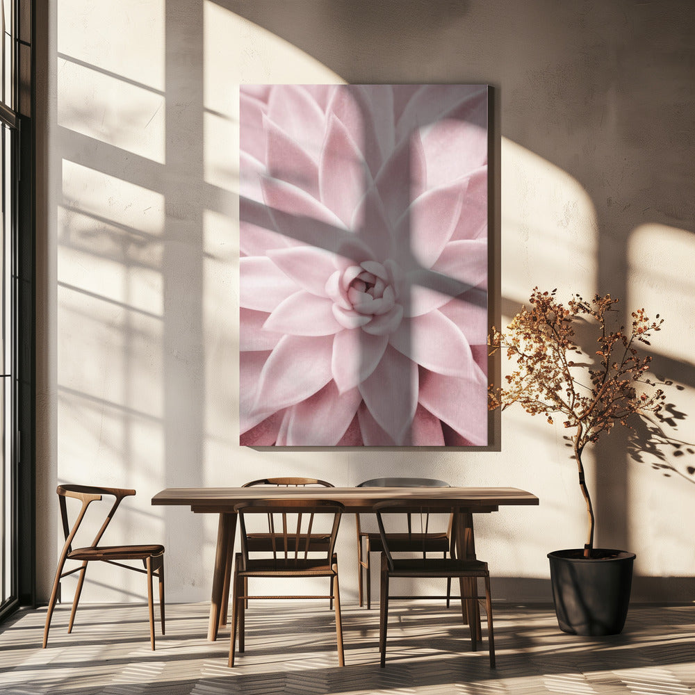 Roze vetplant | Canvas
