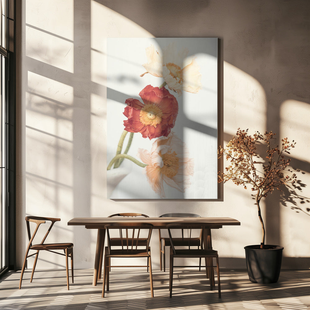 Klaprozen | Canvas