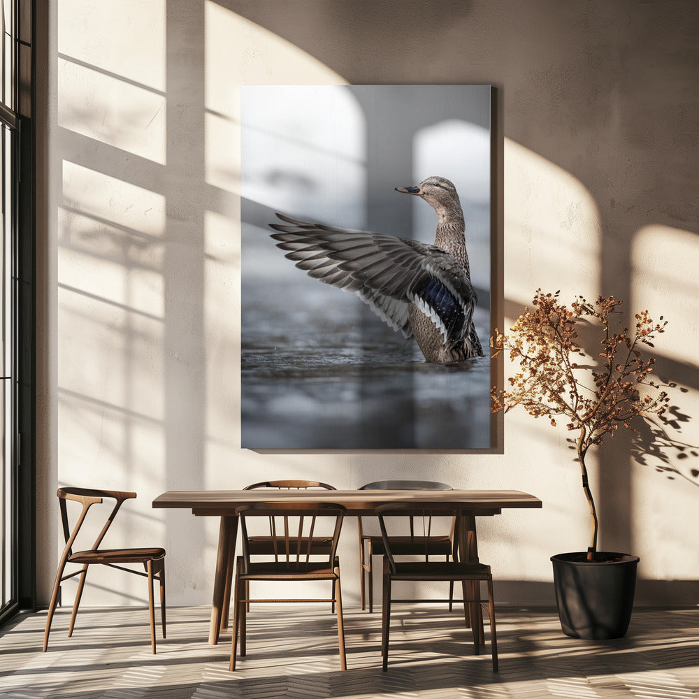 Vrouwtje wilde eend met uitgespreide vleugels | Canvas