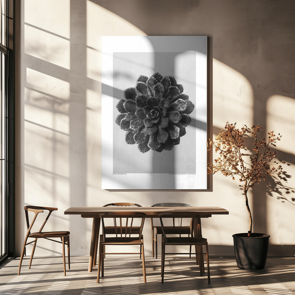 Gemarginaliseerde piramidale steenbreek | Canvas